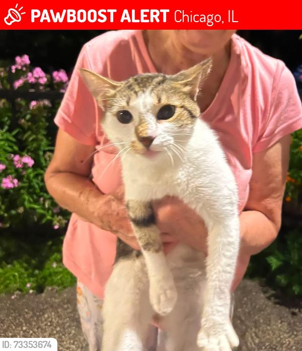 Lost Male Cat last seen Langley and champlian, Chicago, IL 60628