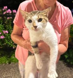 Lost Male Cat last seen Langley and champlian, Chicago, IL 60628