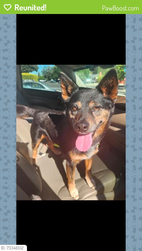 Reunited Male Dog last seen Major market, Fairfield, CA 94533