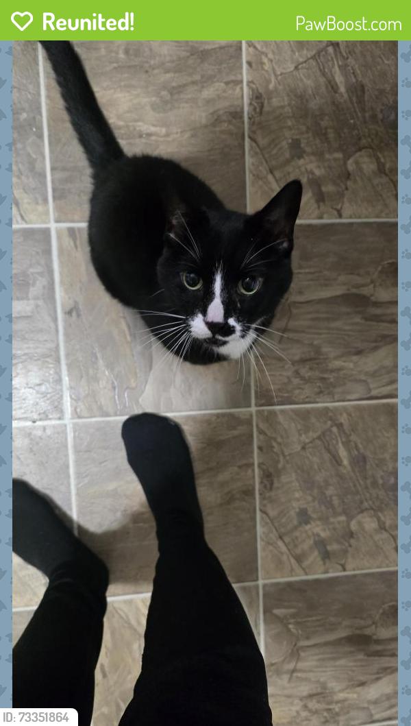 Reunited Male Cat last seen Near Gladmer Crescent, Saskatoon, SK S7J 1B8