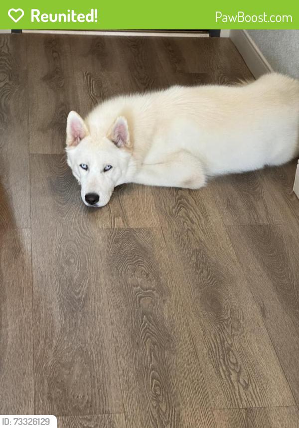 Reunited Male Dog last seen NW Randall Way, Silverdale, WA 98383
