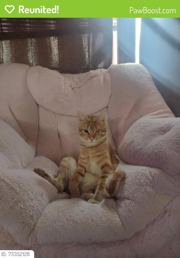 Reunited Male Cat last seen Burgners rd, Lower Frankford Township, PA 17015