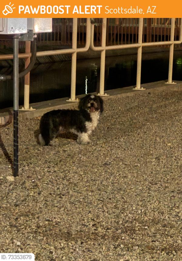 Found/Stray Unknown Dog last seen N 64th St and E Thomas Rd by the canal, Scottsdale, AZ 85251