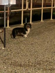 Found/Stray Unknown Dog last seen N 64th St and E Thomas Rd by the canal, Scottsdale, AZ 85251