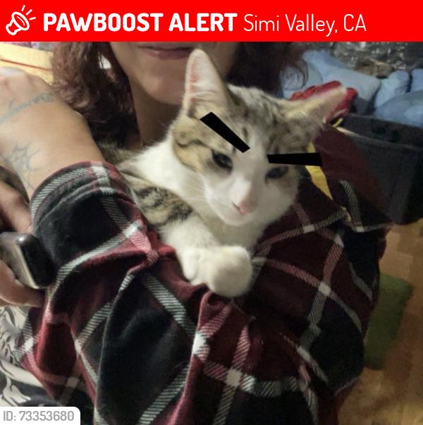 Lost Male Cat last seen Smart and final, Simi Valley, CA 93065