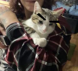 Lost Male Cat last seen Smart and final, Simi Valley, CA 93065