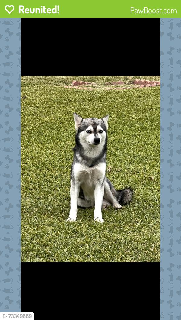 Reunited Male Dog last seen Near Titus Ave, Pomona, CA 91766, USA, Pomona, CA 91766