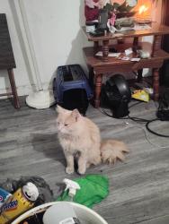 Lost Male Cat last seen Vantage st and mermaid, Palm Bay, FL 32909