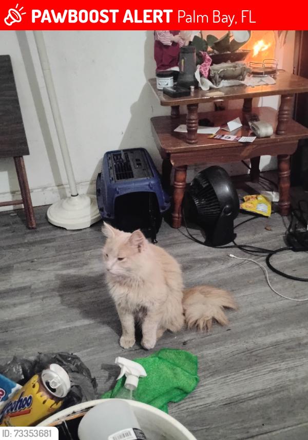 Lost Male Cat last seen Vantage st and mermaid, Palm Bay, FL 32909