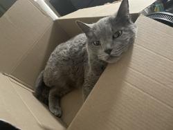 Lost Male Cat last seen California 32 and Sacramento Ave, Hamilton City, CA 95951