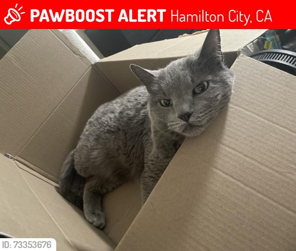 Lost Male Cat last seen California 32 and Sacramento Ave, Hamilton City, CA 95951