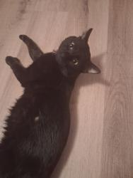 Reunited Male Cat last seen Near 15th St S, Fargo, ND 58103