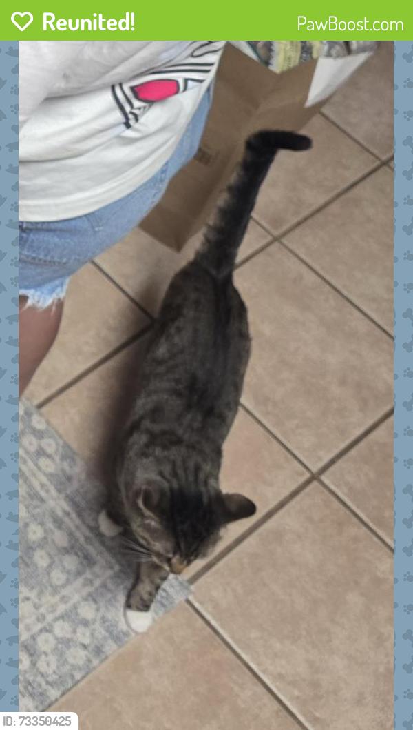 Reunited Male Cat last seen Dove Ranch, Roanoke, TX 76262