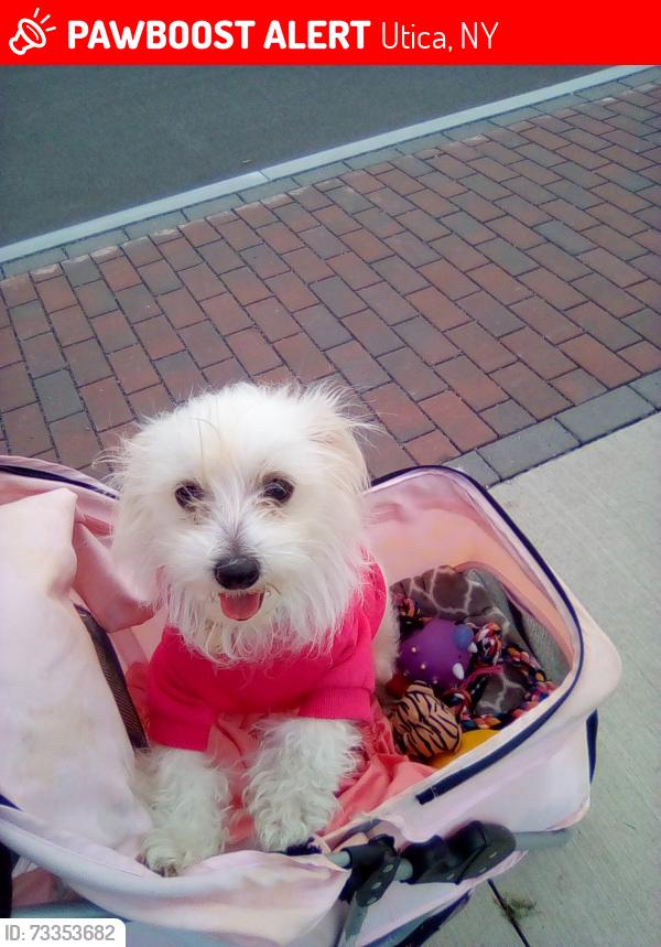 Lost Female Dog last seen Was last seen running on south st and animal control grabbed her and gave her to some one named Tasha who didn't produce ownership papers . I've looked for her for 8 months now but can't find the lady, Utica, NY 13502