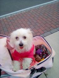 Lost Female Dog last seen Was last seen running on south st and animal control grabbed her and gave her to some one named Tasha who didn't produce ownership papers . I've looked for her for 8 months now but can't find the lady, Utica, NY 13502