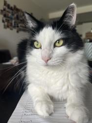 Lost Male Cat last seen Capricorn avenue, Crestmead, QLD 4132