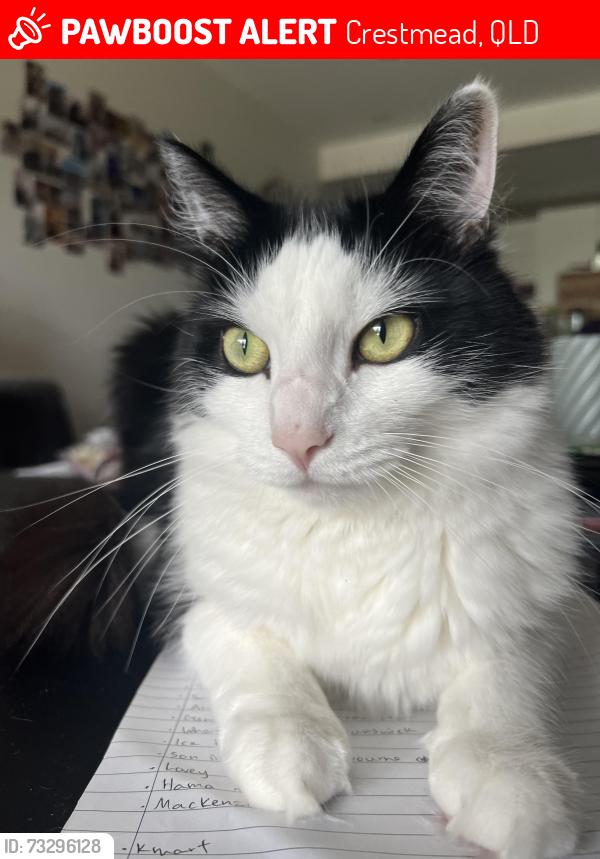Lost Male Cat last seen Capricorn avenue, Crestmead, QLD 4132