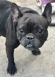 Lost Female Dog last seen Los Coches, El Cajon, CA 92021