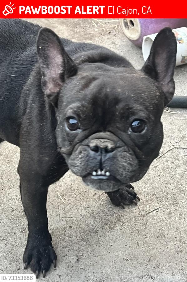 Lost Female Dog last seen Los Coches, El Cajon, CA 92021