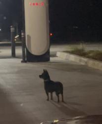 Found/Stray Unknown Dog last seen Tesla Oasis Charging Station, Wasco, CA 93280