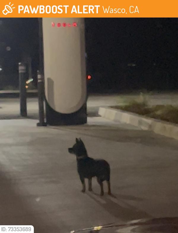 Found/Stray Unknown Dog last seen Tesla Oasis Charging Station, Wasco, CA 93280