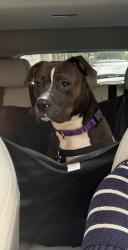 Shelter Stray Male Dog last seen Near W 71st Street, NEW YORK, NY, 10023, 326 E 110th St, New York, NY 10029, USA