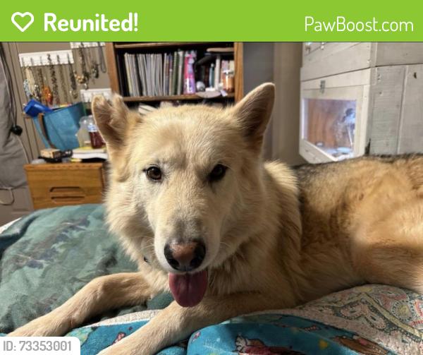 Reunited Male Dog last seen Jumper Lane and Steeplechase, Bartlett, TN 38134