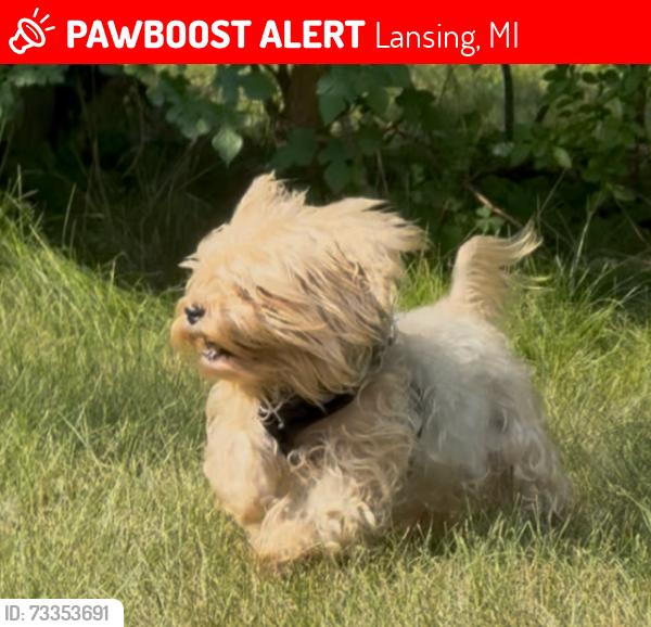 Lost Female Dog last seen Jerree Street and Barclay Place, Lansing, MI 48911