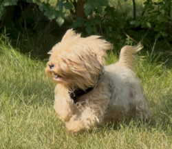 Lost Female Dog last seen Jerree Street and Barclay Place, Lansing, MI 48911