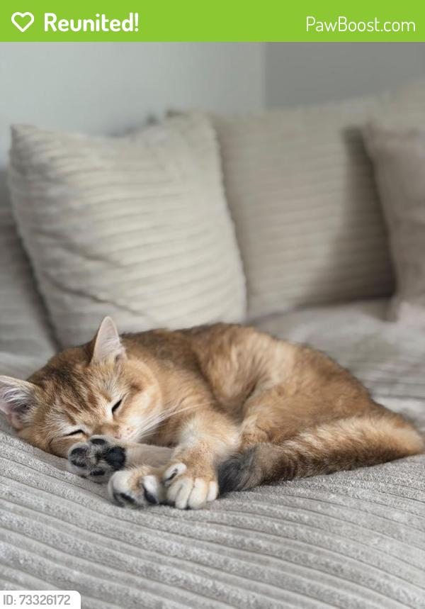 Reunited Male Cat last seen Palmerston road recycling centre, Belfast, Northern Ireland 