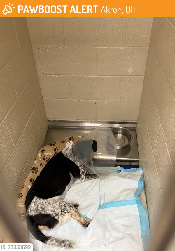 Found/Stray Female Dog last seen Manchester Ave, Akron Ohio, Akron, OH 44317