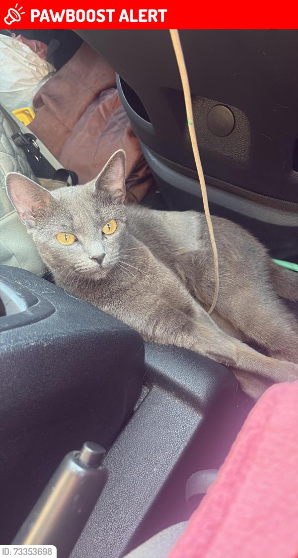 Lost Female Cat last seen Outside home, Neath Port Talbot, Wales 