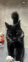 Reunited Male Cat last seen Geoffrey close, Birmingham, England B76 1YQ