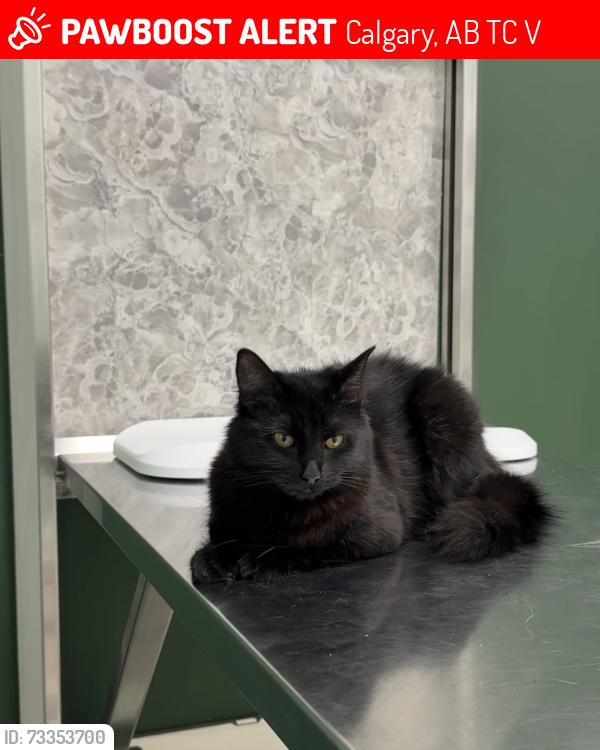 Lost Female Cat last seen 39st sw, Calgary, AB T3C 1V6