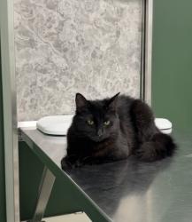 Lost Female Cat last seen 39st sw, Calgary, AB T3C 1V6