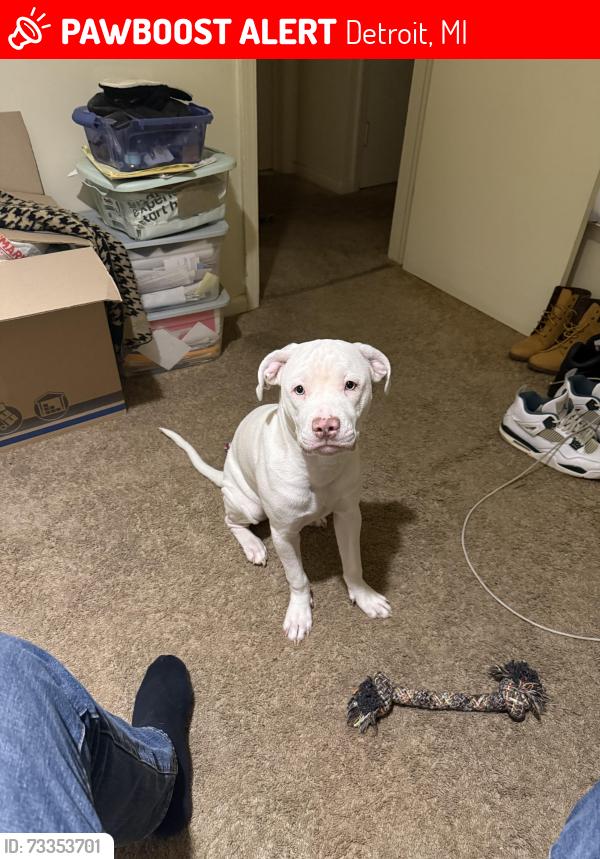 Lost Female Dog last seen Omira and 7 mile, Detroit, MI 48203