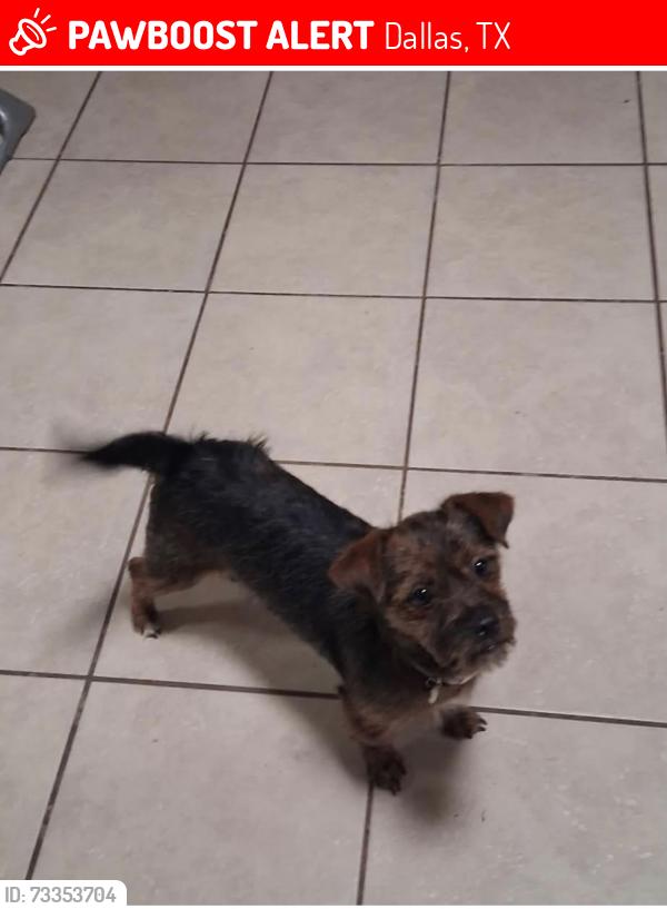 Lost Female Dog last seen Scyene, Dallas, TX 75227