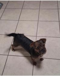 Lost Female Dog last seen Scyene, Dallas, TX 75227