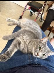 Lost Male Cat last seen Willow view drive, Greensboro, NC 27455
