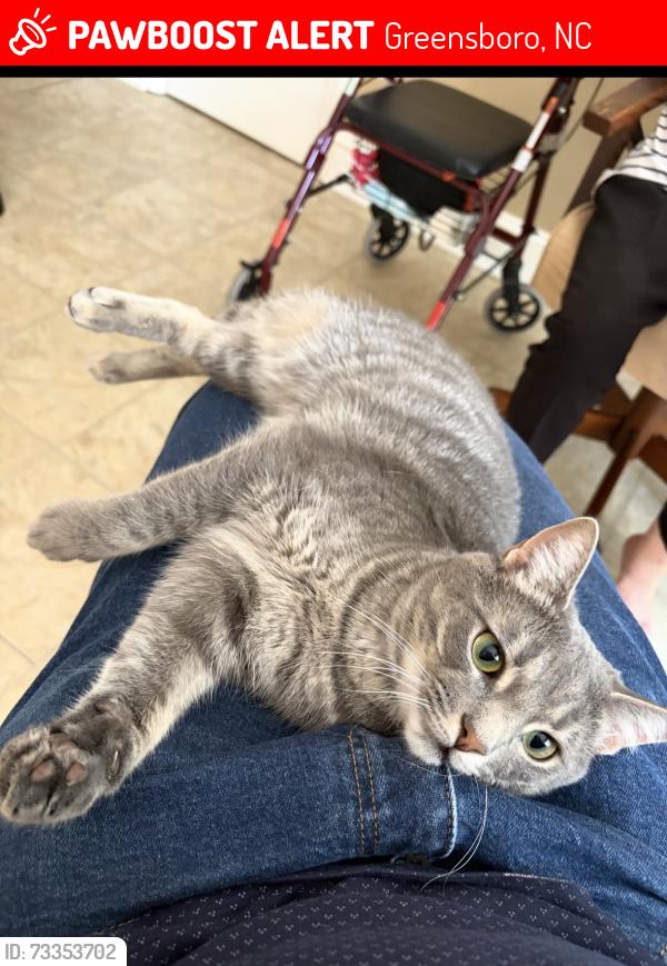 Lost Male Cat last seen Willow view drive, Greensboro, NC 27455