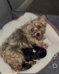 Reunited Female Dog last seen Tidwell & Dow Road, Houston, TX 77092