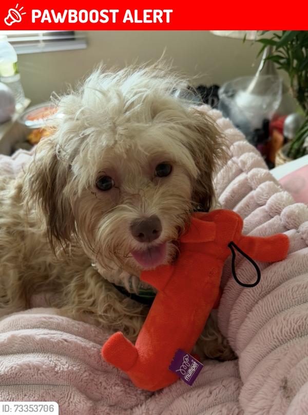 Lost Female Dog last seen Cenex Drive, Inver Grove Heights, MN 55077