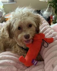 Lost Female Dog last seen Cenex Drive, Inver Grove Heights, MN 55077