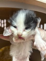 Shelter Stray Male Cat last seen Bexar County, 3353 Morningside Dr, New Braunfels, TX 78132, USA