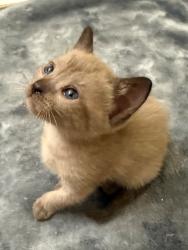 Shelter Stray Female Cat last seen Bexar County, 3353 Morningside Dr, New Braunfels, TX 78132, USA