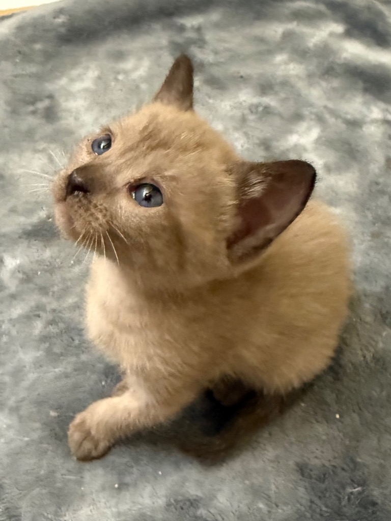 Shelter Stray Female Cat last seen Bexar County, 3353 Morningside Dr, New Braunfels, TX 78132, USA