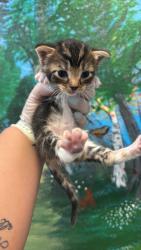 Shelter Stray Male Cat last seen Bexar County, 3353 Morningside Dr, New Braunfels, TX 78132, USA