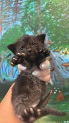 Shelter Stray Female Cat last seen Bexar County, 3353 Morningside Dr, New Braunfels, TX 78132, USA