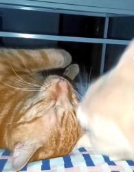 Lost Male Cat last seen Windsor Street Hamilton QLD, Hamilton, QLD 4007