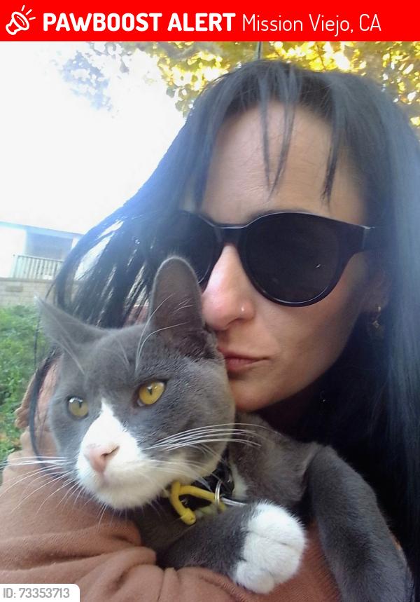 Lost Male Cat last seen Los Alisos Blvd. and Vallejo, Mission Viejo, CA 92691